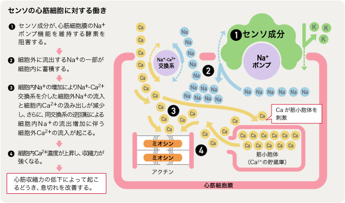 センソの心筋細胞に対する働き