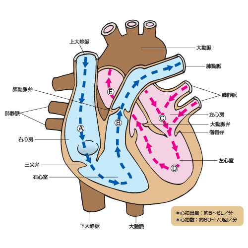 心臓の構造を知りましょう 循環器系 健康アドバイス どうき 息切れ 気つけに 救心製薬株式会社
