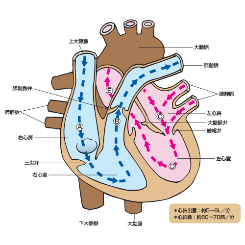 心臓の構造
