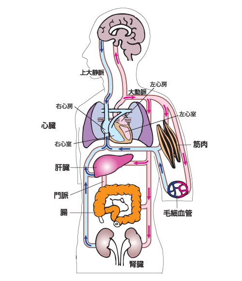 肺循環（小循環）・体循環（大循環）