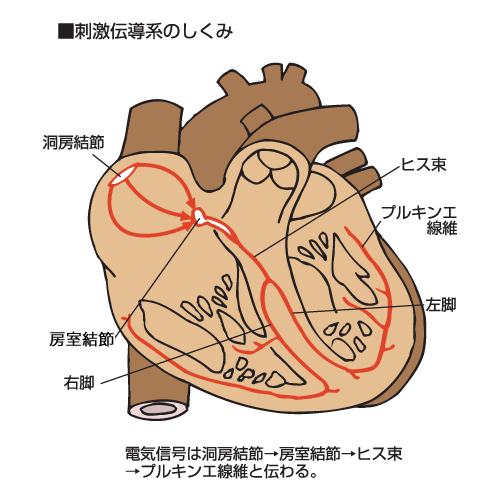 刺激伝導系のしくみ