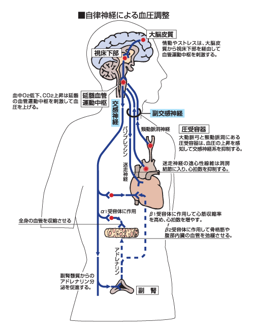 ストレスが心臓に与える負担を知りましょう 健康アドバイス どうき 息切れ 気つけに 救心製薬株式会社